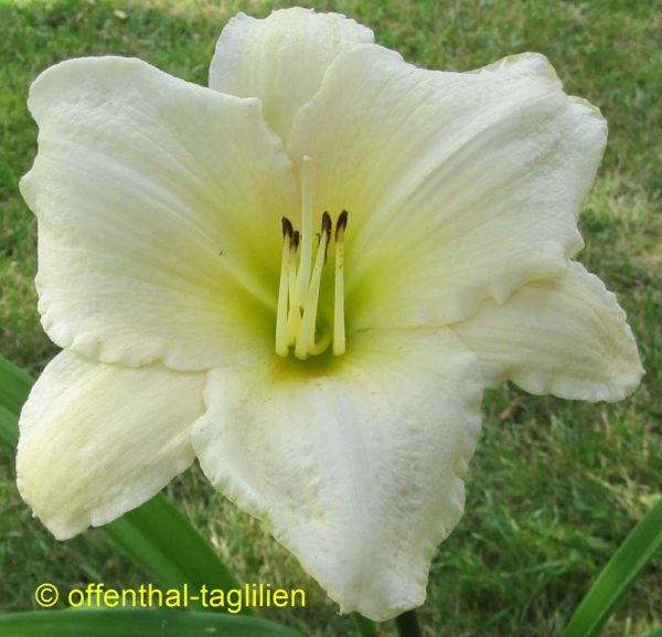 Hemerocallis / Taglilie 'Quietly Awesome'