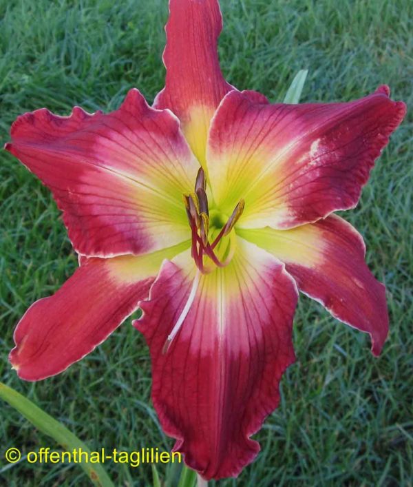 Hemerocallis / Taglilie 'Quiller'