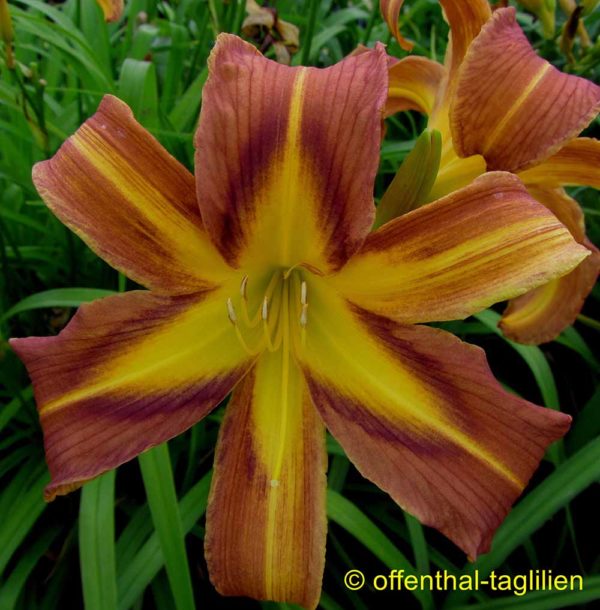 Hemerocallis / Taglilie 'Quilt Patch'