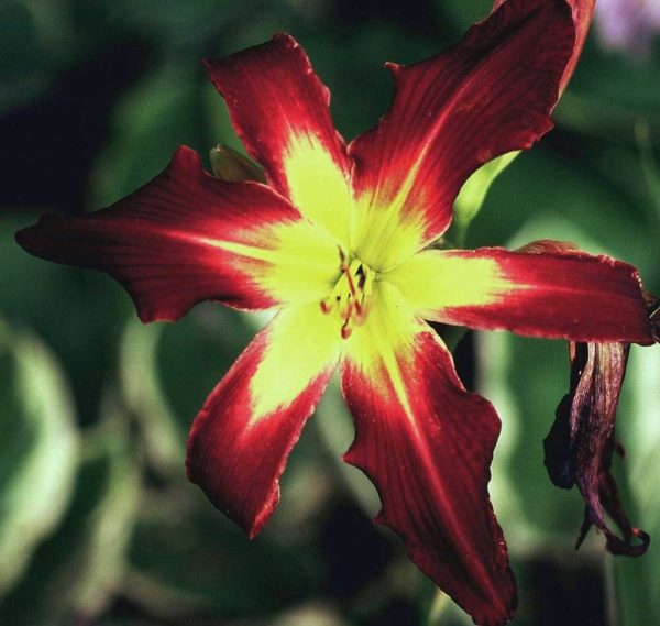 Hemerocallis / Taglilie 'Sergeant Major'
