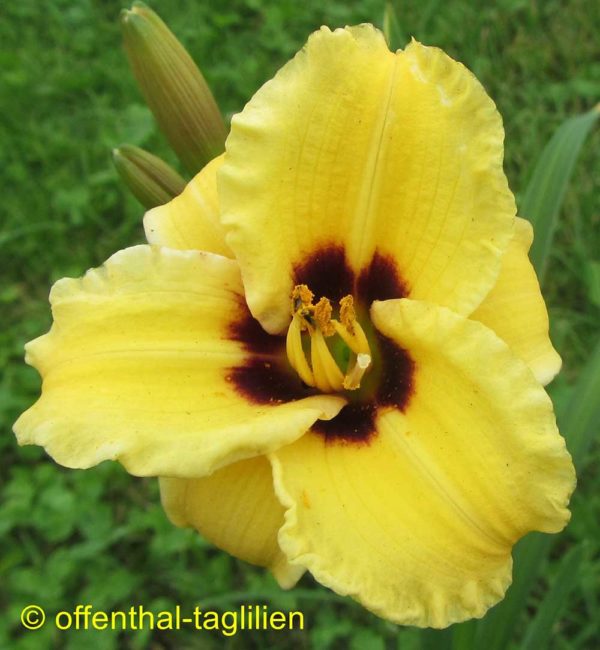 Hemerocallis / Taglilie 'Siloam Bumble Bee'