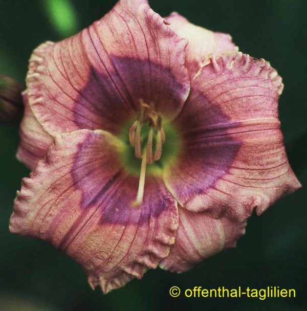 Hemerocallis / Taglilie 'Siloam Elfin Jewel'