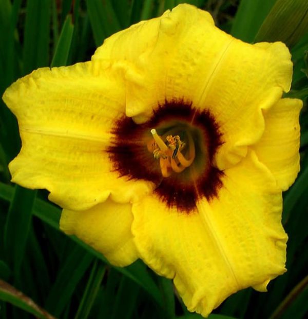 Hemerocallis / Taglilie 'Siloam June Bug'