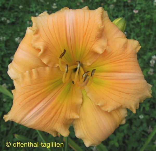 Hemerocallis / Taglilie 'Siloam Rainbow Magic'