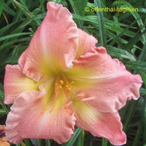 ‚South Sea Enchantment‘