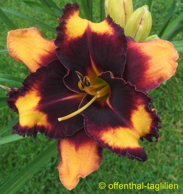 Hemerocallis / Taglilie 'Spacecoast Little Big Eye'