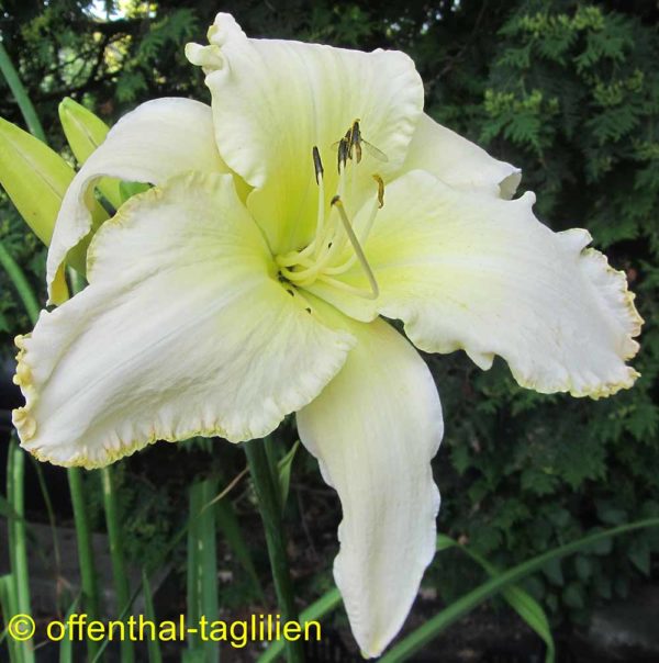 Hemerocallis / Taglilie 'Sparkling Snow'