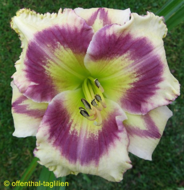 Hemerocallis / Taglilie 'Spring Of Living Water'