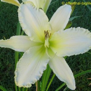 ‚Stardust Dragon‘