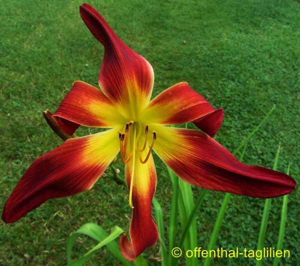 Hemerocallis / Taglilie 'Starman's Fantasy'