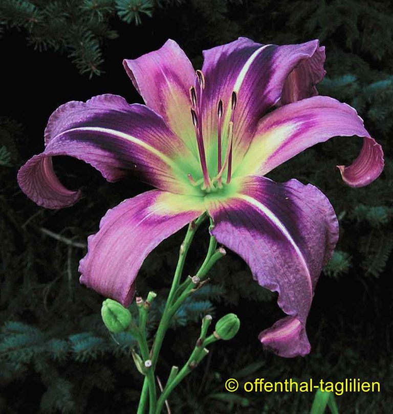 'Starman's Quest' OffenthalTaglilien