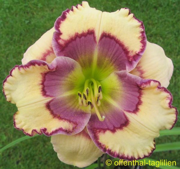 Hemerocallis / Taglilie 'Stenciled Infusion'