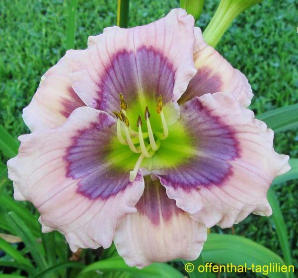 Hemerocallis / Taglilie 'Sterntaler'