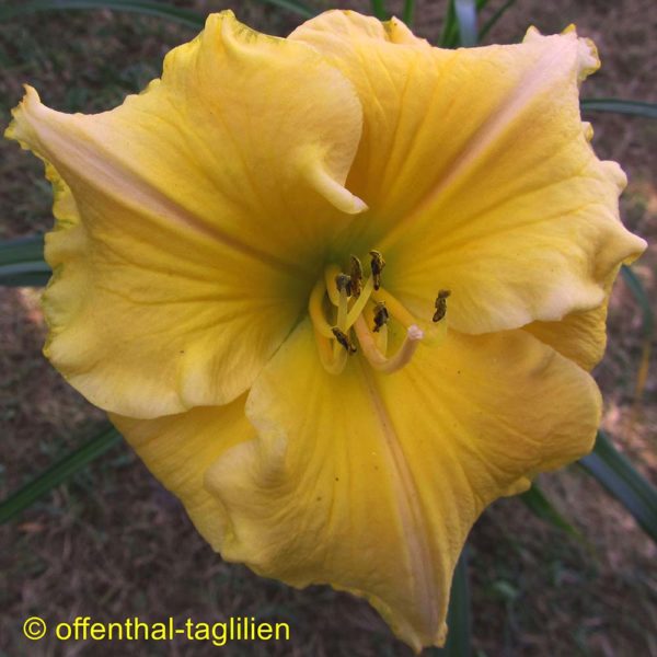 Hemerocallis / Taglilie 'Stone Ponies'