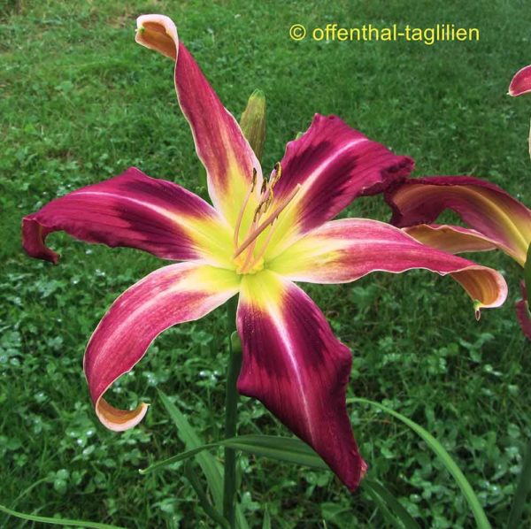 Hemerocallis / Taglilie 'String Theory'