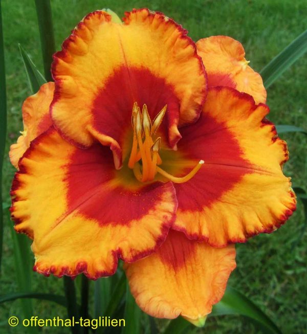 Hemerocallis / Taglilie 'Sue Vroomen'