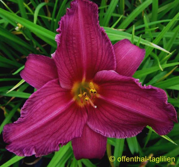 Hemerocallis / Taglilie 'Summer Wine'