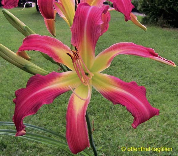 Hemerocallis / Taglilie 'Supergirl'