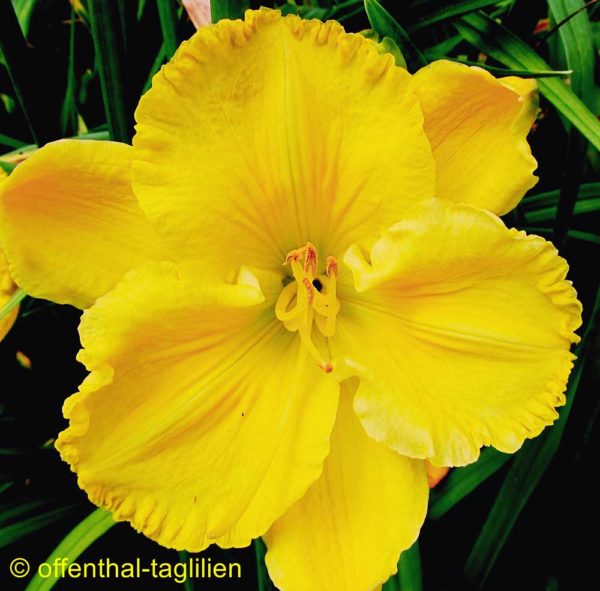 Hemerocallis / Taglilie 'Supreme Empire'