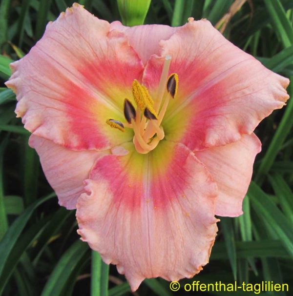 Hemerocallis / Taglilie 'Sweet Sugar Candy'