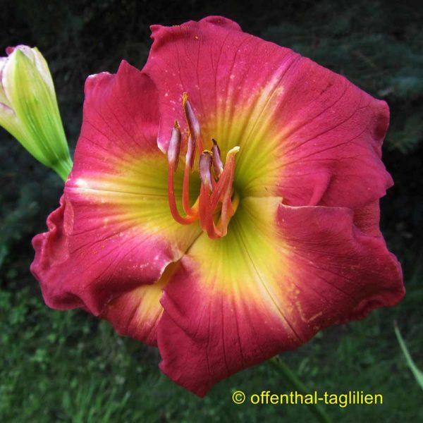 Hemerocallis / Taglilie Tet 'Dena Marie's Sister'