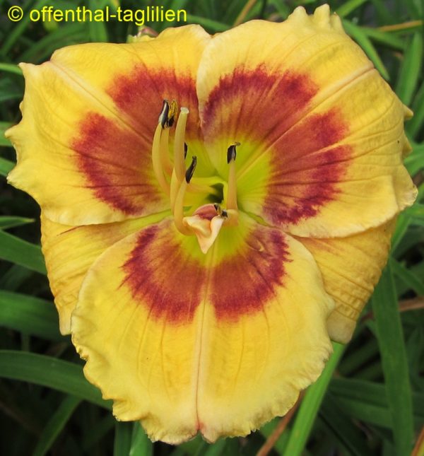 'Amber Jewel'