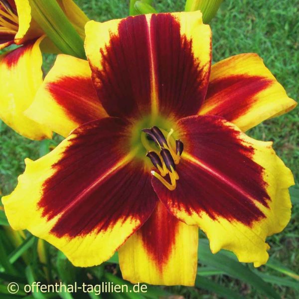 Hemerocallis / Taglilie 'And The Light Is You' 1