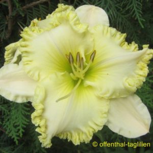 ‚Anna Irene Polston‘