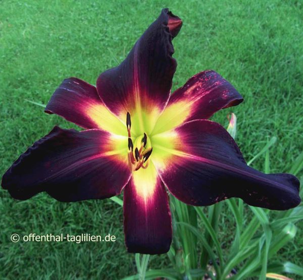 Hemerocallis / Taglilie 'Blackest Crow' 2