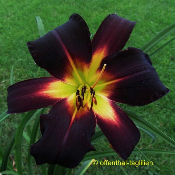 Hemerocallis / Taglilie 'Blackest Crow'