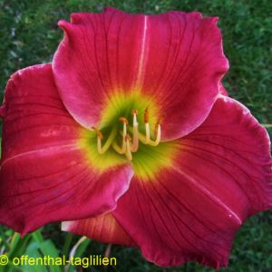 ‚Caribbean Rose‘