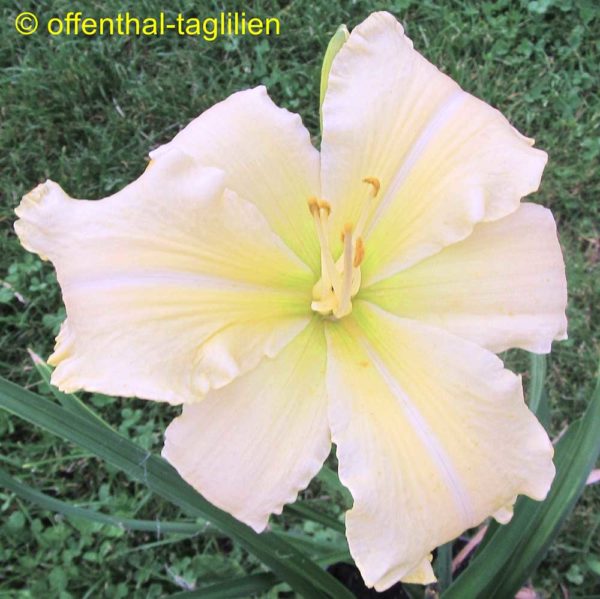 Hemerocallis / Taglilie 'Cocoon' 2