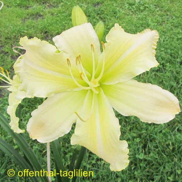 Hemerocallis / Taglilie 'Cocoon'