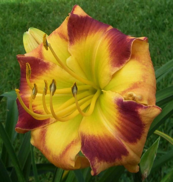 Hemerocallis / Taglilie 'Corner Post' 2