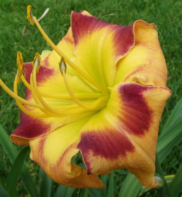 Hemerocallis / Taglilie 'Corner Post' 3