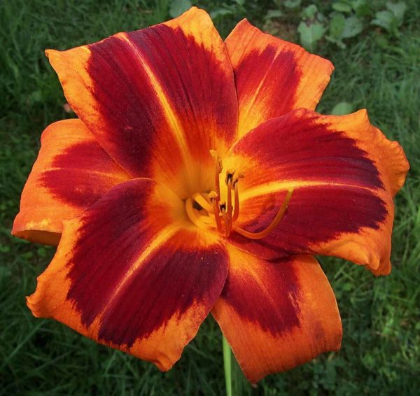 Hemerocallis / Taglilie 'Devil's Feather' 3