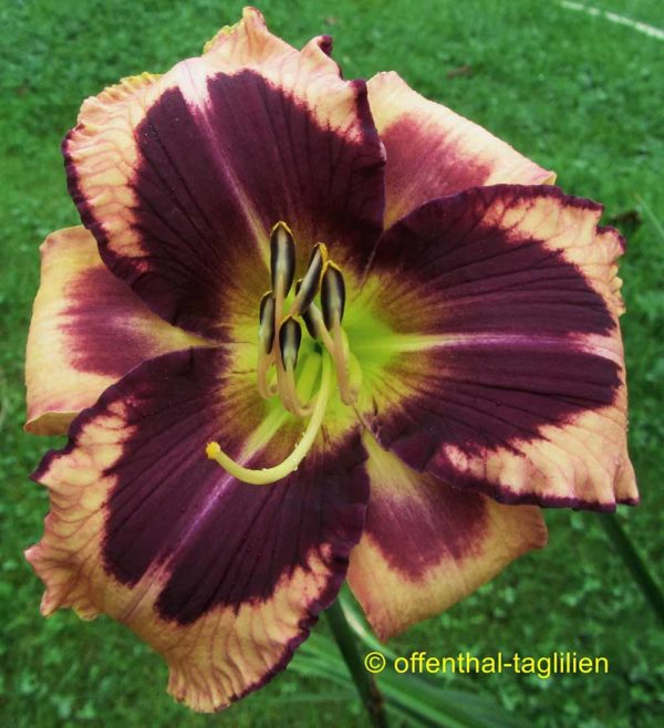 Hemerocallis / Taglilie 'Fate Of A Fool'