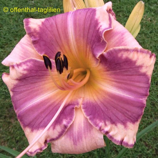 Hemerocallis / Taglilie 'Fragment Of A Song' 3