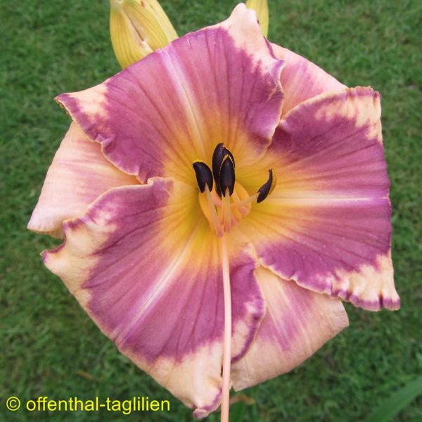 Hemerocallis / Taglilie 'Fragment Of A Song'