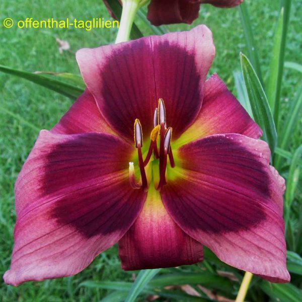 Hemerocallis / Taglilie 'Gitti' 2