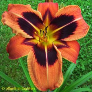 ‚Heidjer’s Ancient Glow‘