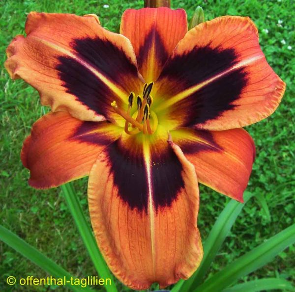 Hemerocallis / Taglilie 'Heidjer's Ancient Glow' 2