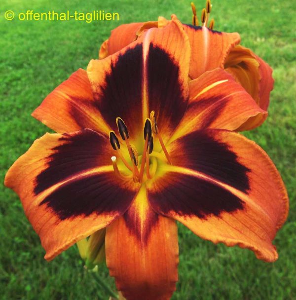 Hemerocallis / Taglilie 'Heidjer's Ancient Glow' 3