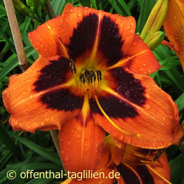 Hemerocallis / Taglilie 'Heidjer's Ancient Glow'