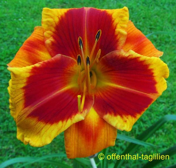 Hemerocallis / Taglilie 'Heidjer's Tomboy'