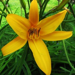 Hemerocallis dumortieri