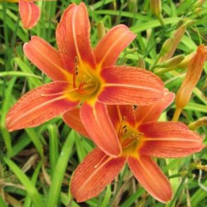 ‚Europa‘ (Hemerocallis fulva ‚Europa‘)