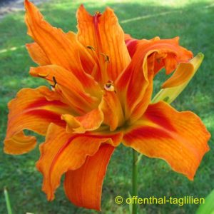 Hemerocallis fulva ‚Flore Pleno‘