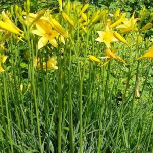 Hemerocallis middendorfii