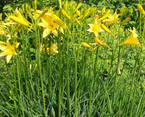 Hemerocallis / Taglilie Hemerocallis middendorfii